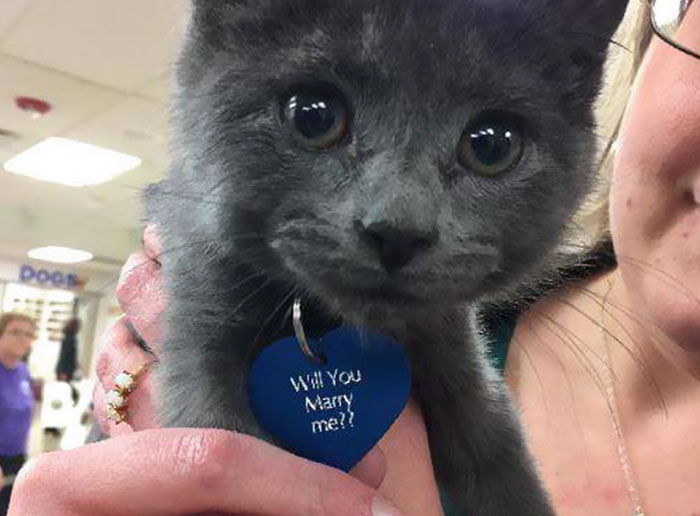 1544193759-8103-girlfriend-tiny-rescue-cat-8.jpg (700Ã516)